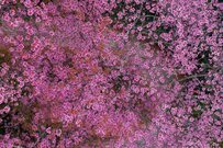 【4月分から増える】年金生活者支援給付金は2.7％増額！年金を含めた所得が一定以下の方が対象「その具体的な要件」とは？