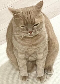 【猫の中身は液体か】どっしり構えるまん丸猫→アクロバティックなポーズに思わず二度見