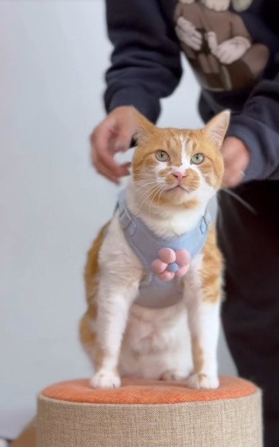 ハーネスをつけてもらった猫のもんぶらんくん