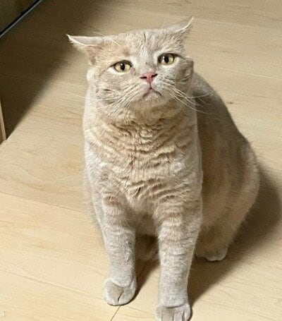 おやつをおねだりしているようです