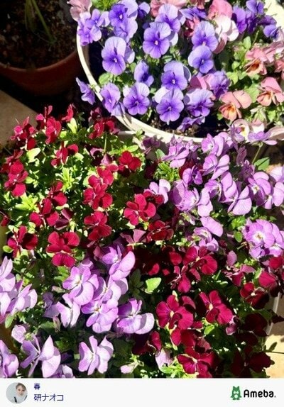 研ナオコの公式ブログ投稿