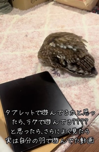 投稿動画のワンシーン