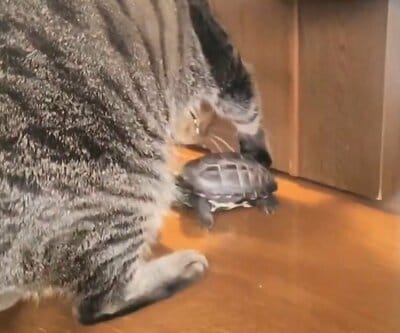 「ちょっとどいて」とばかりに軍曹くんをよける小雪ちゃん