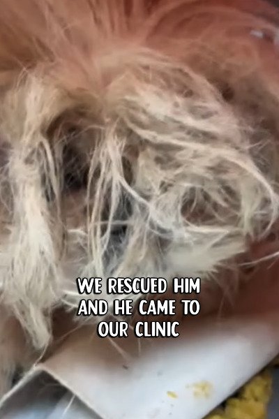 出所：<u><a href="https://www.instagram.com/p/DcgZPz3PwTj/" target="_blank">@savingharbindogs</a></u>