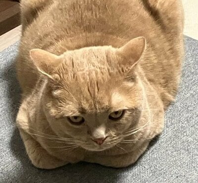 「ご機嫌にゃにゃめ」なつなくん