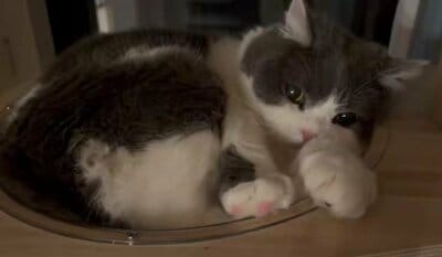 「貸切露天風呂」でくつろぐぶりもっちちゃん