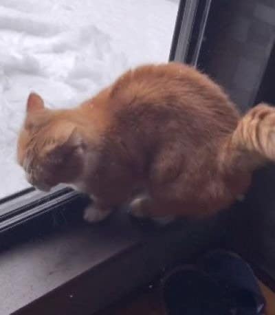 「やっぱりやーめた！」とばかりに反転