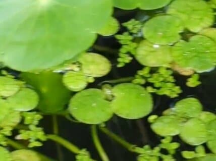 ベランダにあるメダカの水槽を見に行ってみたら…「想定外のお客様」の登場に思わず笑ってしまう