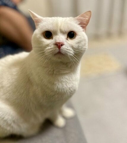【首のくびれがない猫】まん丸なフォルムに悶絶する人続出「そこがいいのよ」「最大の魅力」の声
