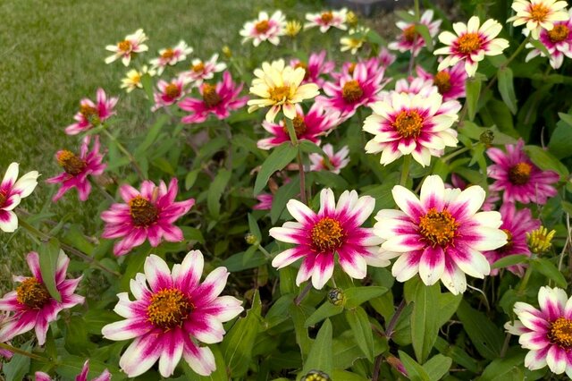2025年うちの庭に「植えてよかった」初夏から晩秋までずっと咲いた《暑さ寒さに強い花》厳選3種