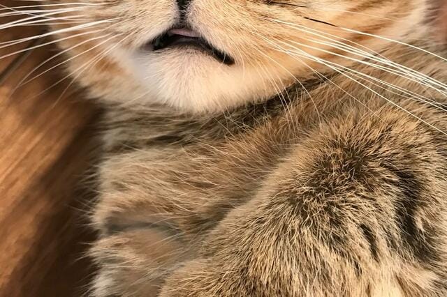 パパへの視線が反抗期な猫さんが話題「中二男子」「大好き」の声