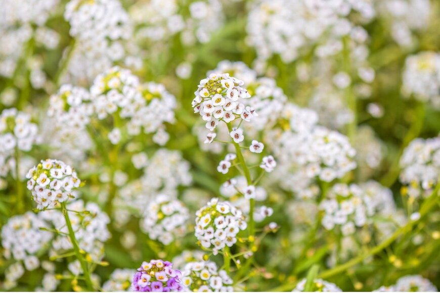 Dmitry Potashkin/istockphoto.com