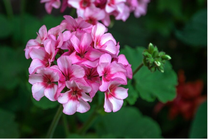 Vitaliy Shkadinov/istockphoto.com