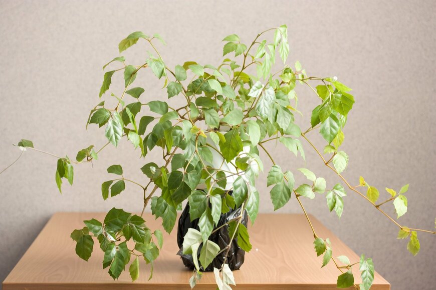 cannibale/istockphoto.com