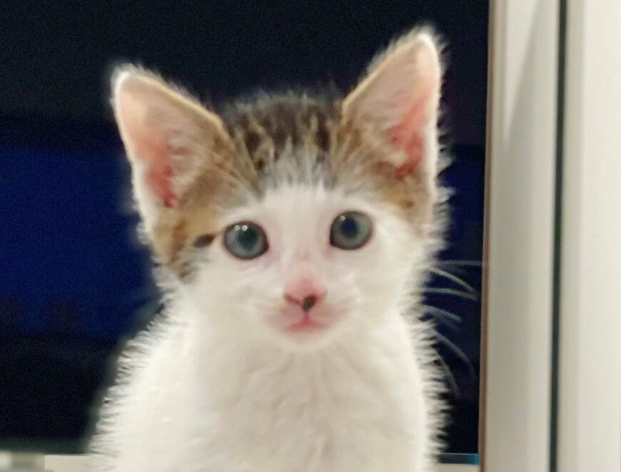 出所：@Saeroyi_cat