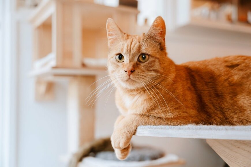 Jannissimo/shutterstock.com