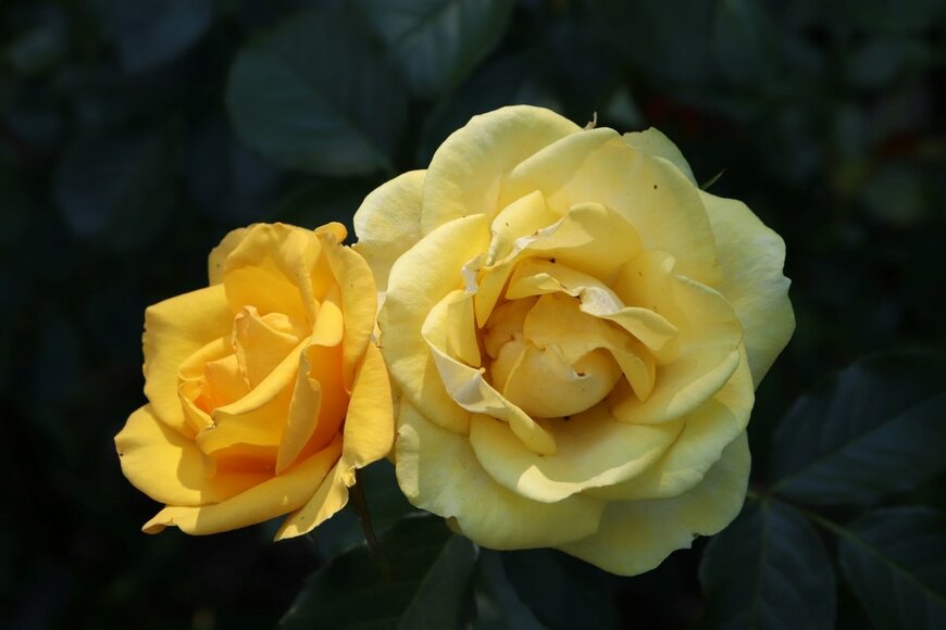 Galina Bolshakova 69/shutterstock.com