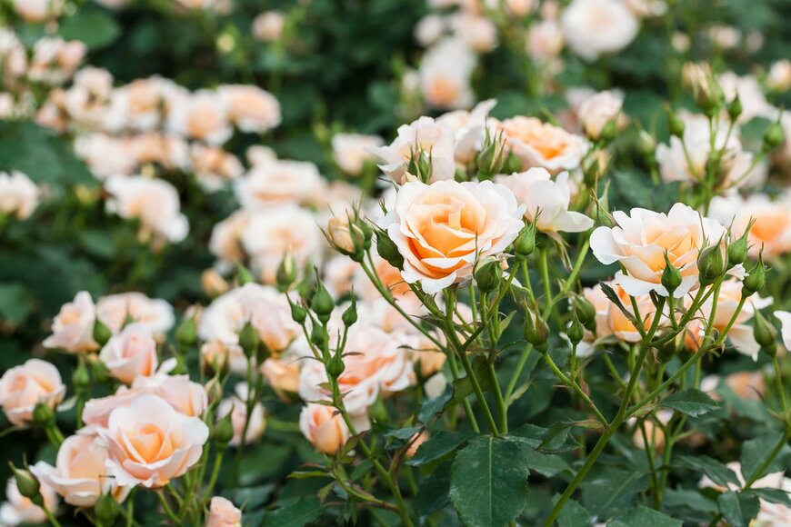 spacezerocom/Shutterstock.com