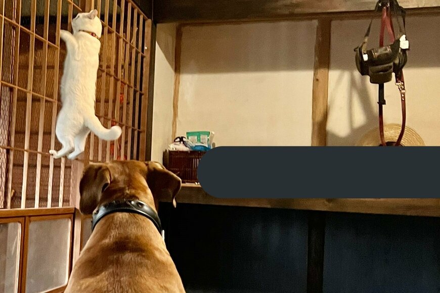 Twitterで話題の、親子のような犬と猫