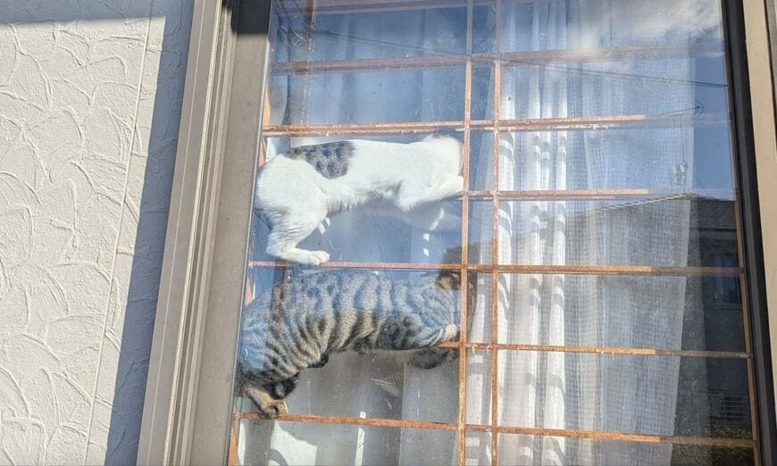 出所：@R4YfCyIr5ghVaa3