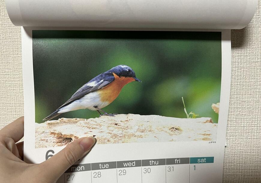カレンダーの写真の下には鳥の名前も掲載。鳥の種類を確認できます／筆者撮影（キャンドゥ、A4壁掛けカレンダー 鳥 4月始まり）