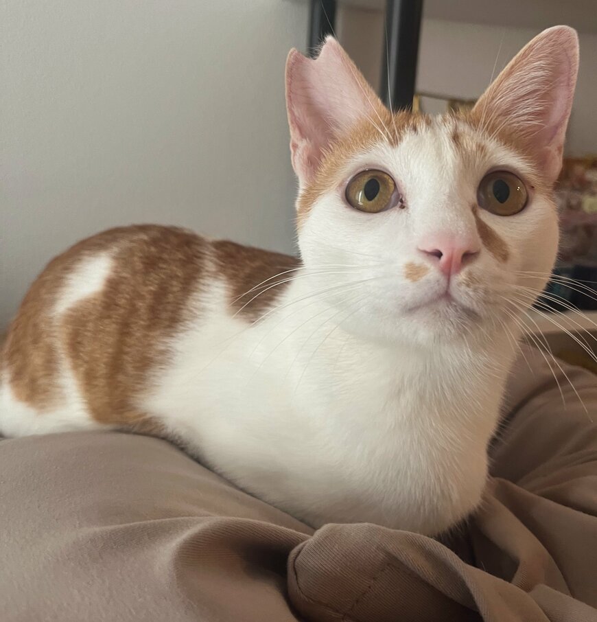 出所：@tomiyama_1012