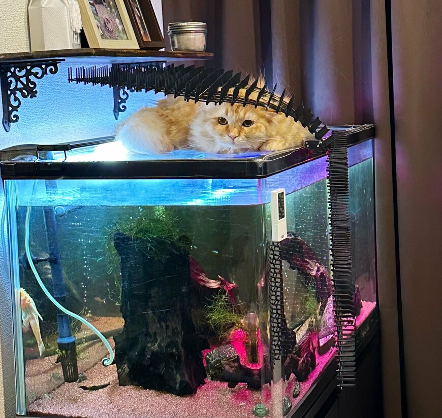 出所：@NEKOLAND13