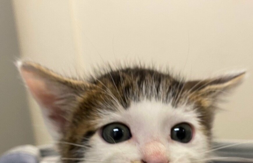 出所：@Saeroyi_cat