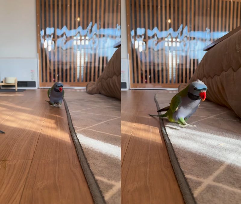 出所：@zundamame_cockatiel