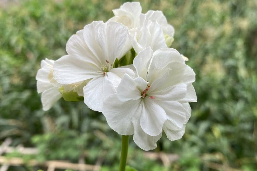 Rukman Limbu/shutterstock.com