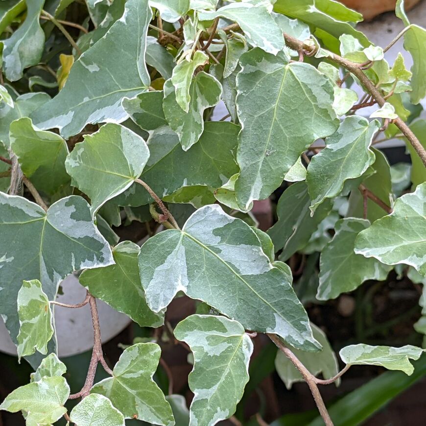 寄せ植えに使ったヘデラ（アイビー）