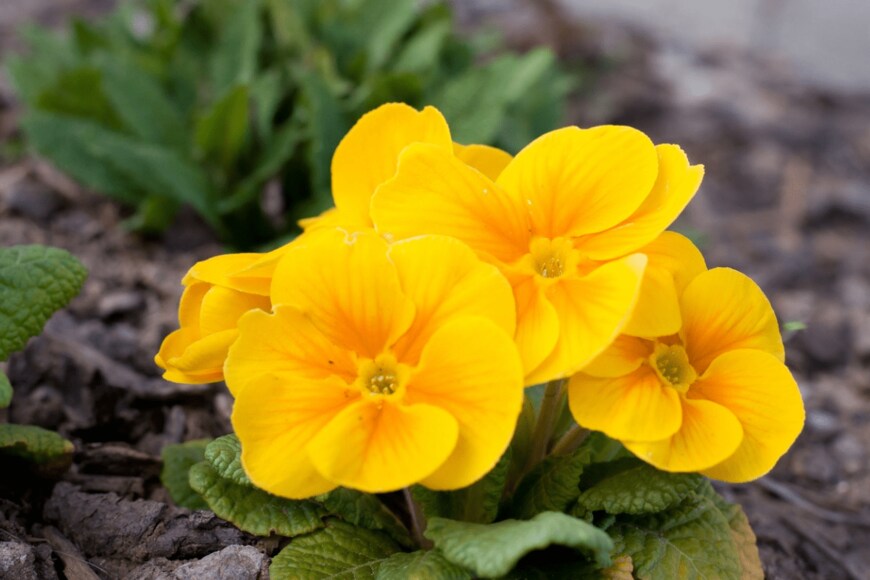 kviktor01/istockphoto.com