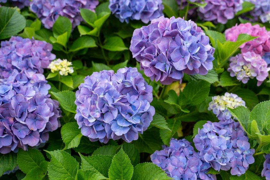 奈良県の岡寺で見つけた「紫陽花の川」　幻想的な絶景に「天の川のよう」「思わず見とれる」