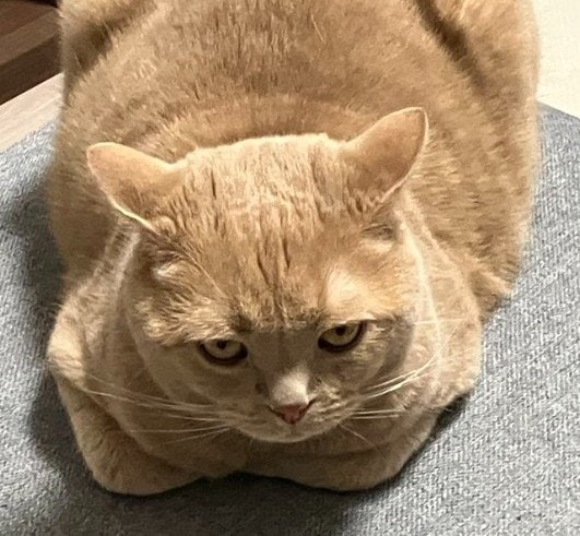 出所：@TsunaIsCat