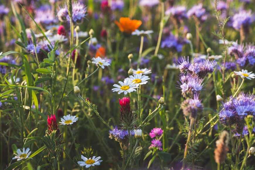 【家庭菜園で育てるハーブ】初心者も育てやすい！花もステキなオススメ7選、栽培のポイントも紹介