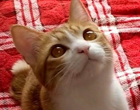 出所：@mero627puri914