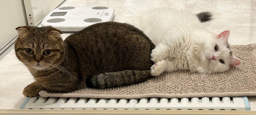 出所：@ponpokopontanu