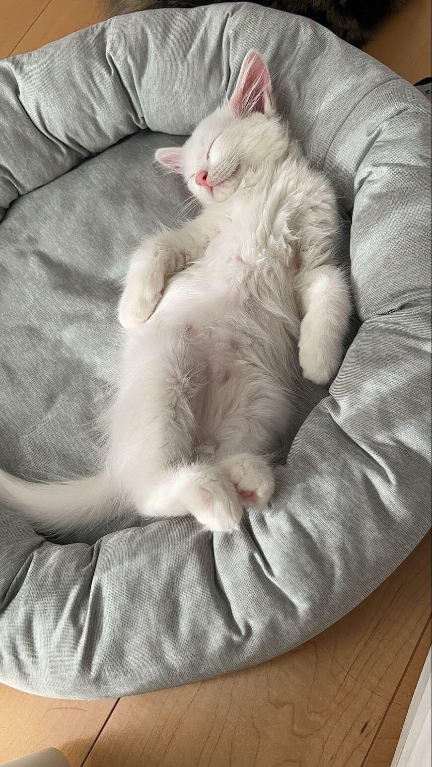 出所：@meltube_cat