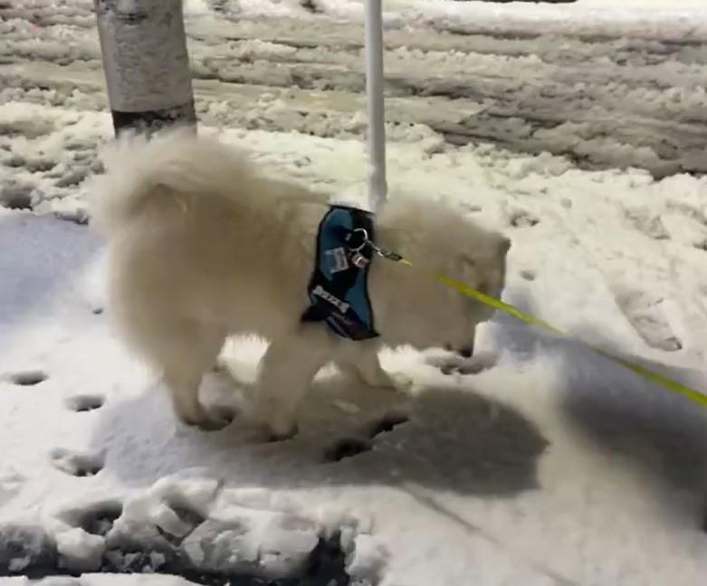 出所：@samoedsoran