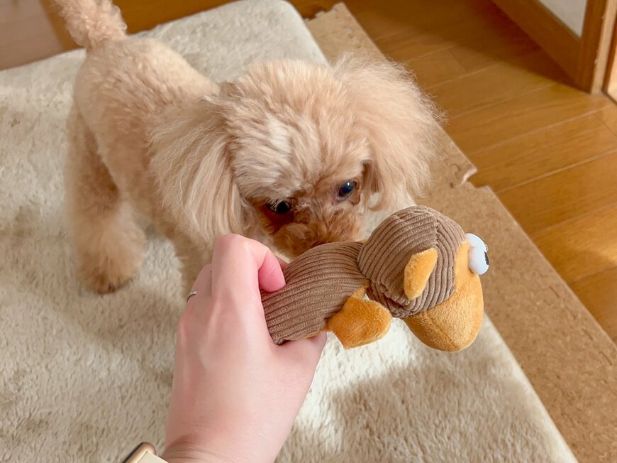 【キャンドゥ】で買った「音が鳴るペット用おもちゃ」が可愛い。愛犬と遊んでみた！