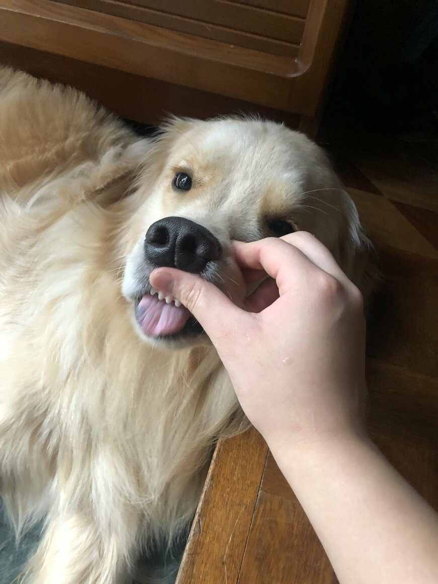 出所：@elmo_golret