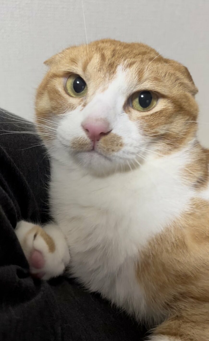 出所：@Neko2Obasan