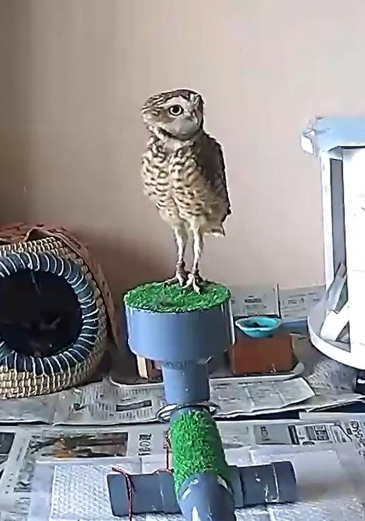 出所：@chimaki_anahori