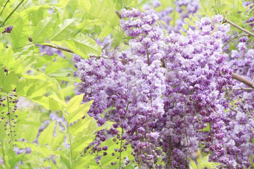 maeterlinck/shutterstock.com