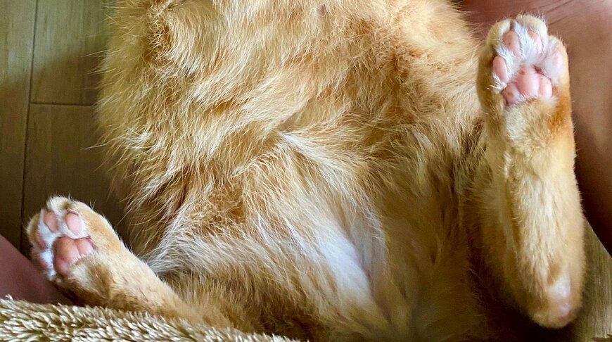 出所：@luna7taka9