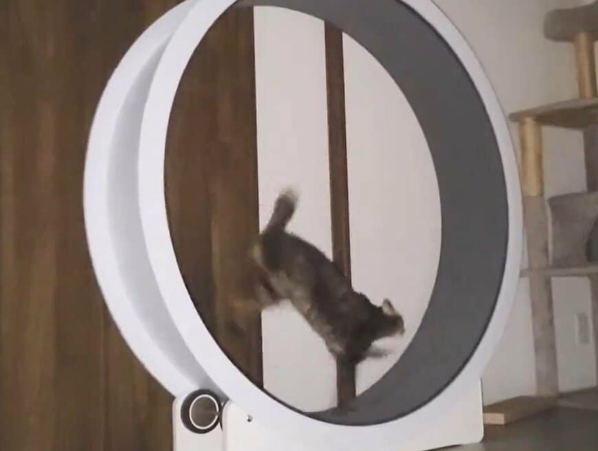 出所：@chipie0826