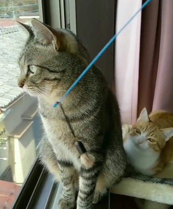 出所：@mero627puri914