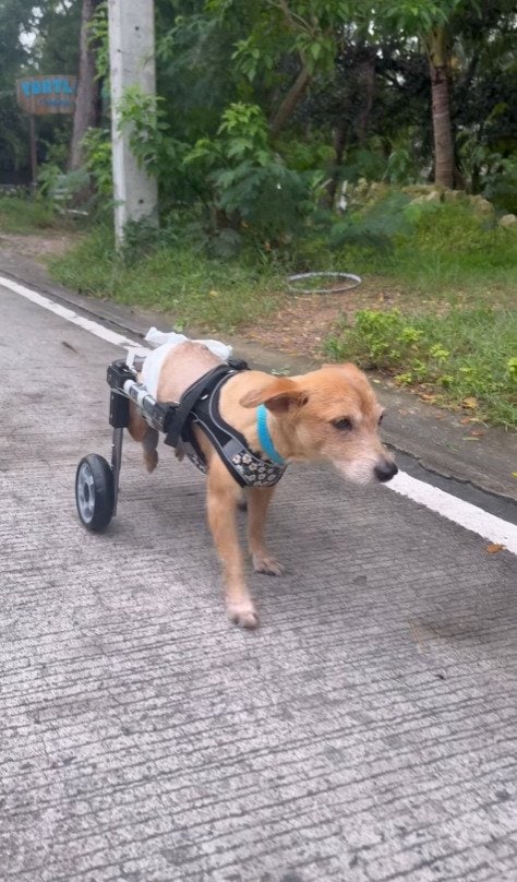 出所：@kohkohpups