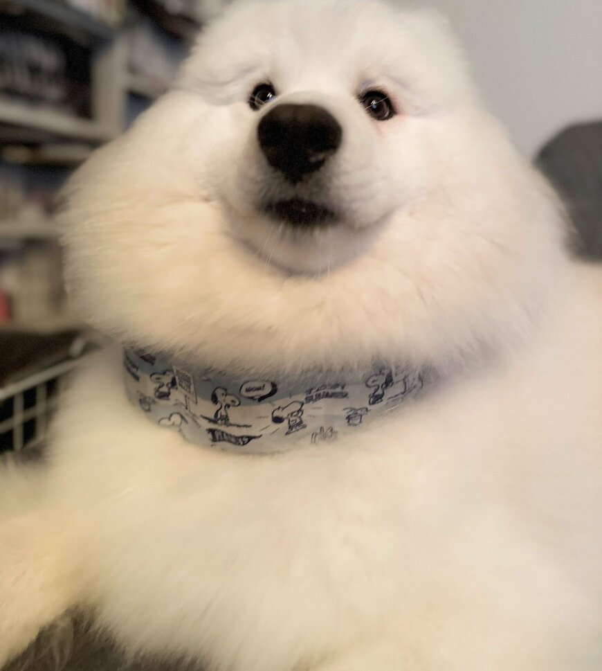 出所：@samoedsoran