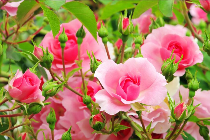 【バラ】剪定・土替え・寒肥で美しく咲く！冬に必要な3つの作業を詳しく解説
